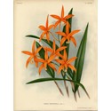 Linden - Orchids 1885-1894