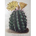 Shumann - Cactus