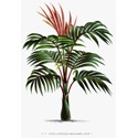 Palmiers 