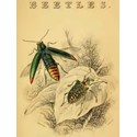 Beetles - Jardine