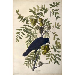 American Crow Corvus Americanus Plate CLVI