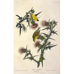 American Goldfinch Fringilla Tristis Plate XXXIII