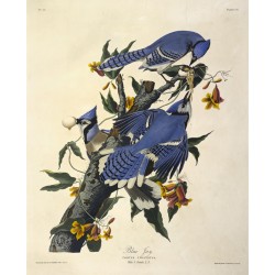 Blue Jay Corvus Cristatus Plate CII