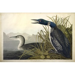 Great Northern Diver or Loon Colymbus Glacialis L Plate CCCVI