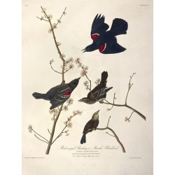 Redwinged Starling or Marsh Blackbird Icterus Phœniceus Daud Plate LXVII