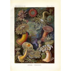 Plate 49 Actiniae - Kunstformen der Natur 1904