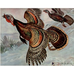 Wild Turkey - House of Seagram