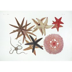 Starfish Medusa Starfish Brittle Star