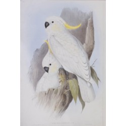 Crested Cockatoo - Birds of Australia