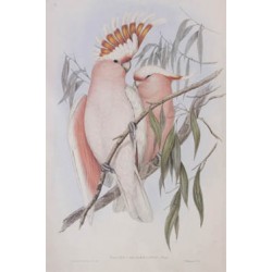 Leadbeater Cockatoo - Birds of Australia