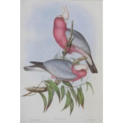 Rose Breasted Cockatoo - Birds of Australia V5P4