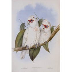 Long Billed Cockatoo - Birds of Australia