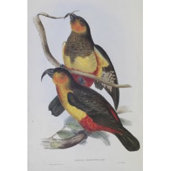 NESTOR PRODUCTUS - Phillip Island Parrot - Birds of Australia