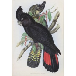 Red Tailed Black Cockatoo - Calyptorhynchus Banksii - Birds of Australia