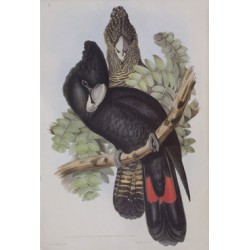 Great-Billed Black Cockatoo Calyptorhynchus Macrorhynchus