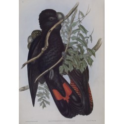 Western Black Cockatoo - Calyptorhynchus Nasd