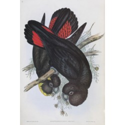 Leachs Cockatoo - Calyptorhynchus Leachii