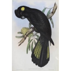 Yellow-Tailed Black Cockatoo - Calyptorhynchus funereus