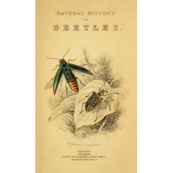 Volume 35 - Beetles Frontispiece