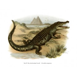 Nile Crocodile - Crocodilus Marginatus