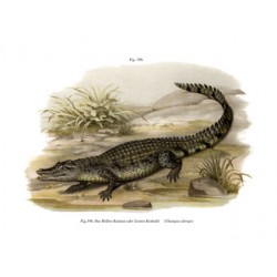 Crocodile - Champsa silerops