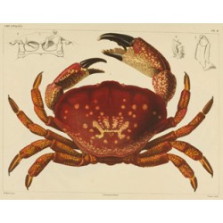 Fiddler Crab - Vaillant - homalaspis plana