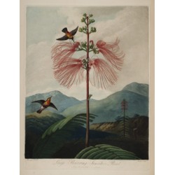 Large Flowering Sensitive Plant - 1799