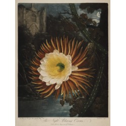 Night-Blowing Cerus - 1800 - Cactus Grandiflora