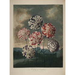 Group of Carnations - 1803