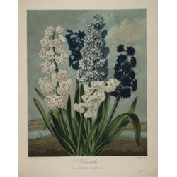 Hyacinths - 1804