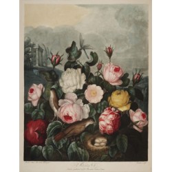 Roses - 1805