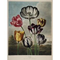 Tulips -1798