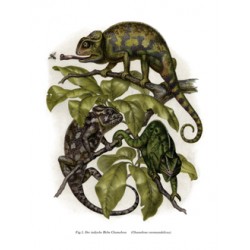 Indian Chameleon - 1864 -Chameleon coromandelicus