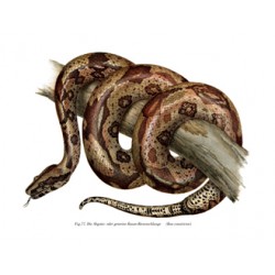 Boa Constrictor - 1864