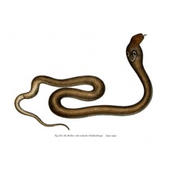 Indian Cobra - 1864 - Aspis naja