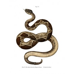 Timber Rattlesnake - 1864 - Crotalus horridus