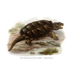 Common Snapping Turtle - 1864 -Chelydra serpentina
