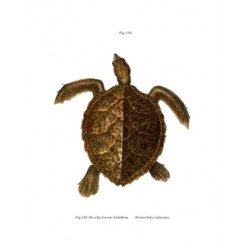 Hawksbill Turtle - 1864 - Eretmochelys imbricata