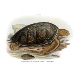 Green Sea Turtle - 1864 -Chelonia Mydas