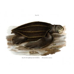 Leatherback Sea Turtle - 1864 - Dermatochelys coriacea