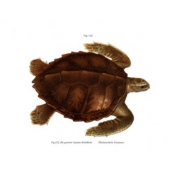 Hawksbill Green Sea Turtle - 1864 - Thalassochelys Caonana