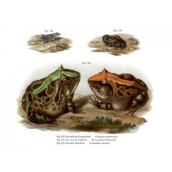 Surinam Amazon Horned Frog