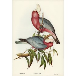 Cacatua Eos - Rose-breasted Cockatoo 