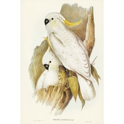  Crested Cockatoo - Cacatua galerita