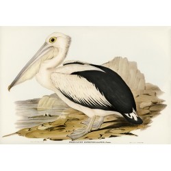 Australian Pelican - Pelecanus conspicillatus 
