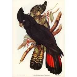 Banksian Cockatoo - Calyptorhynchus Banksii