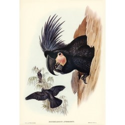  Gang-gang Cockatoo (Callocephalon galeatum)