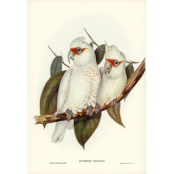  Long-billed Cockatoo Licmetis nasicus