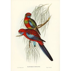 Pennant's Parakeet - Platycercus Pennantii