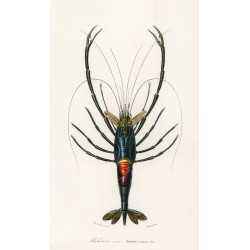 Giant Mantis Shrimp - Squilla Maculata